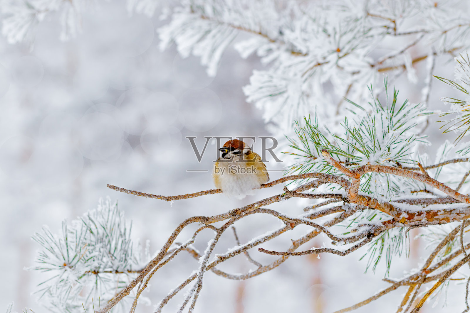 特写的毛茸茸的麻雀栖息在被雪覆盖的松枝上，周围是宁静的冬季景象，这是一只小型野鸟。背景是淡灰色的模糊雪景，展现出宁静的冬季照片，侧面视角。照片摄影图片