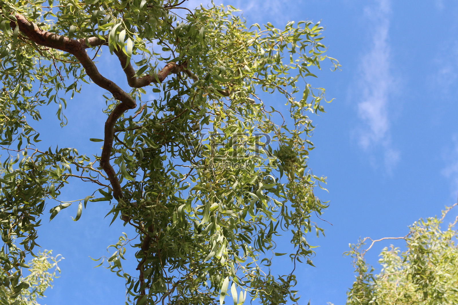 垂柳枝条上挂满绿色的叶子，映衬着蓝天和白云。照片摄影图片