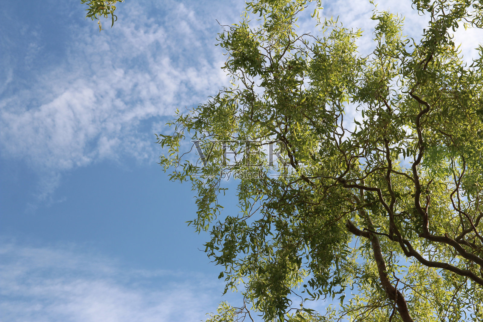 垂柳枝条上挂满绿色的叶子，映衬着蓝天和白云照片摄影图片