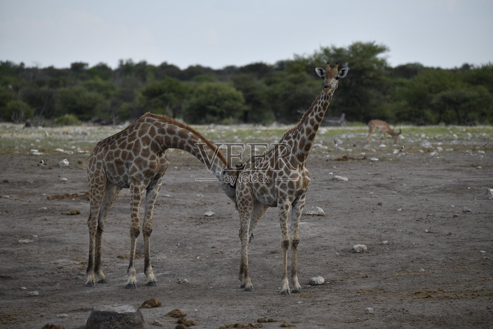 草原上的长颈鹿，非洲动物 - 埃托沙 2023照片摄影图片