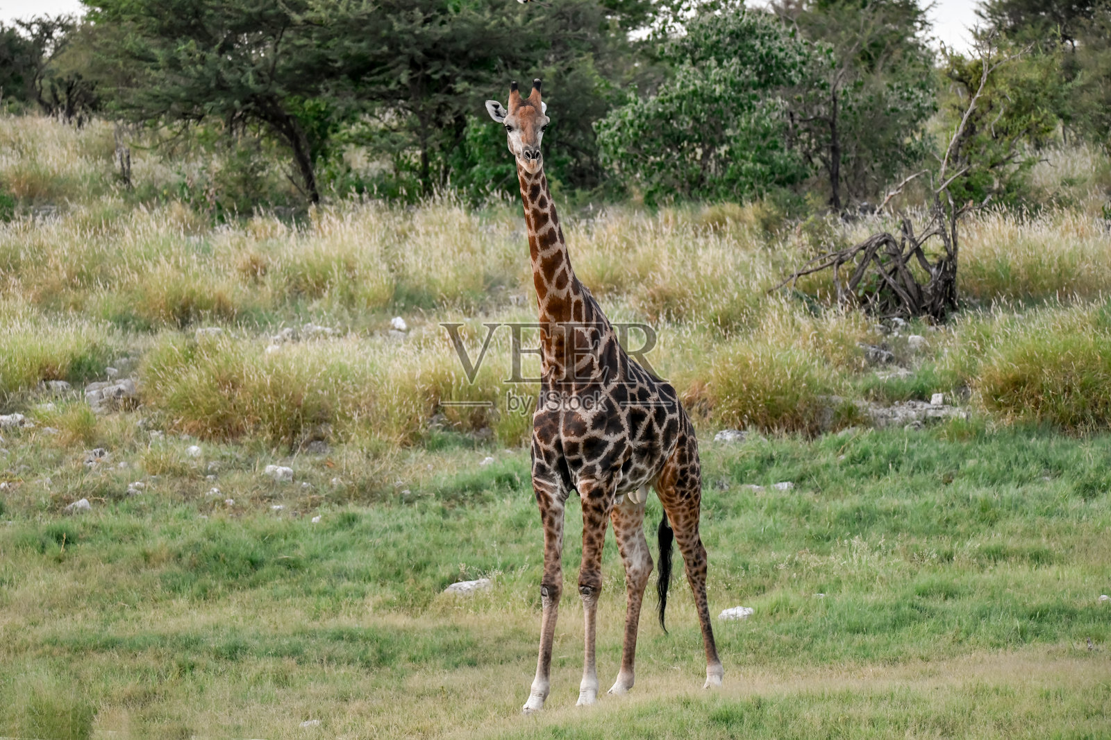 草原上的长颈鹿，非洲动物 - 埃托沙 2023照片摄影图片