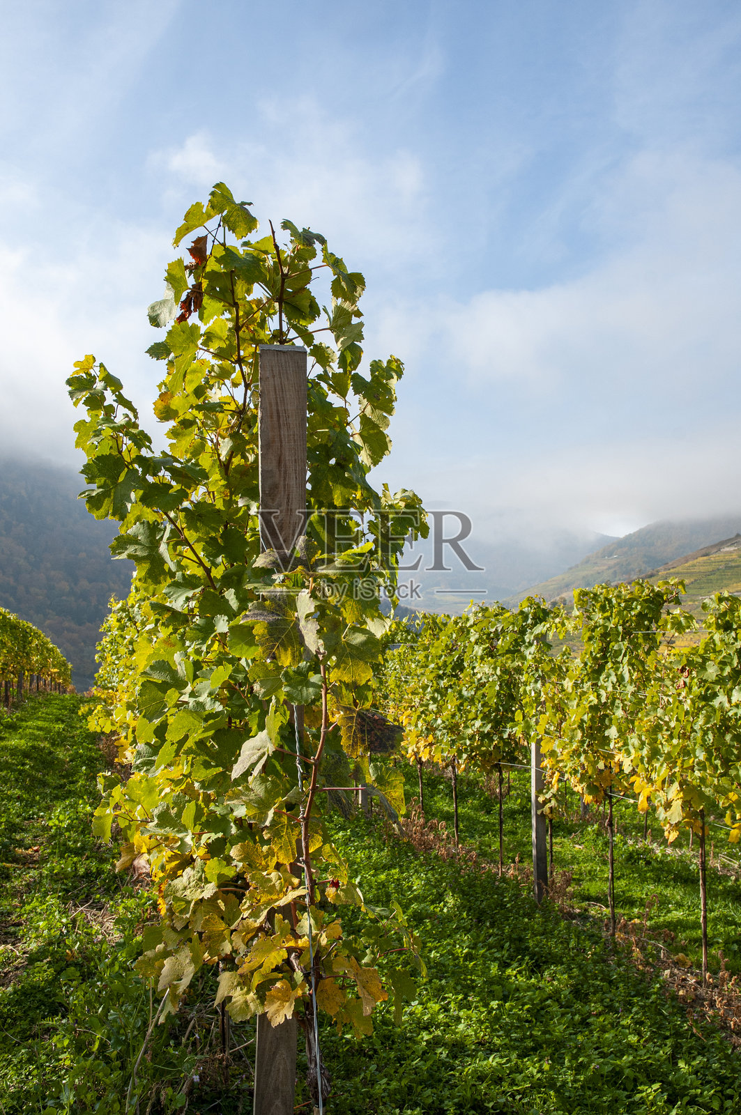 在瓦豪葡萄园的秋日，神秘的云雾氛围。照片摄影图片