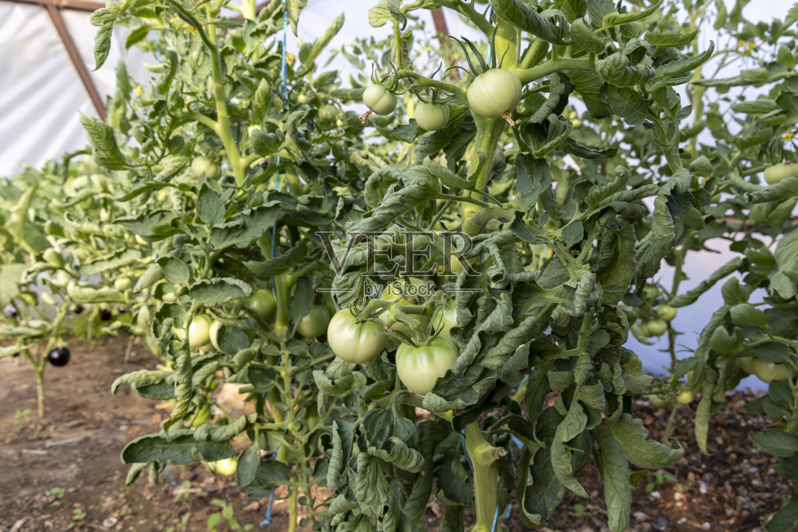 一株长着绿叶和番茄的番茄植物照片摄影图片