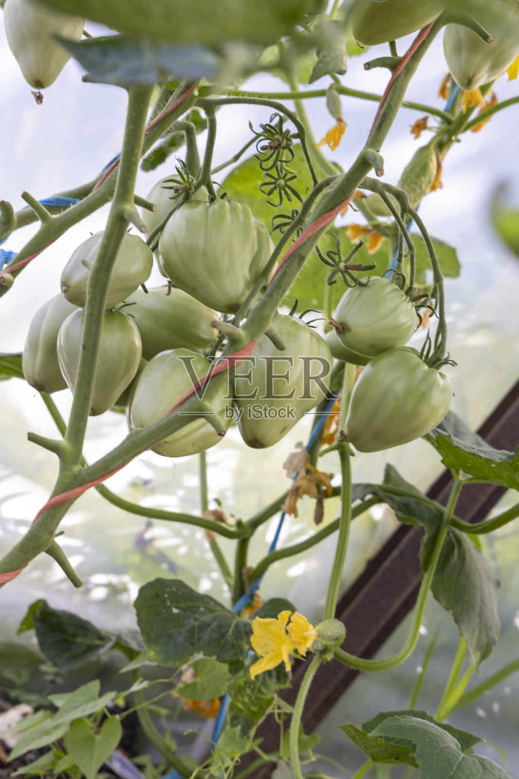 一串绿色番茄挂在植物上照片摄影图片