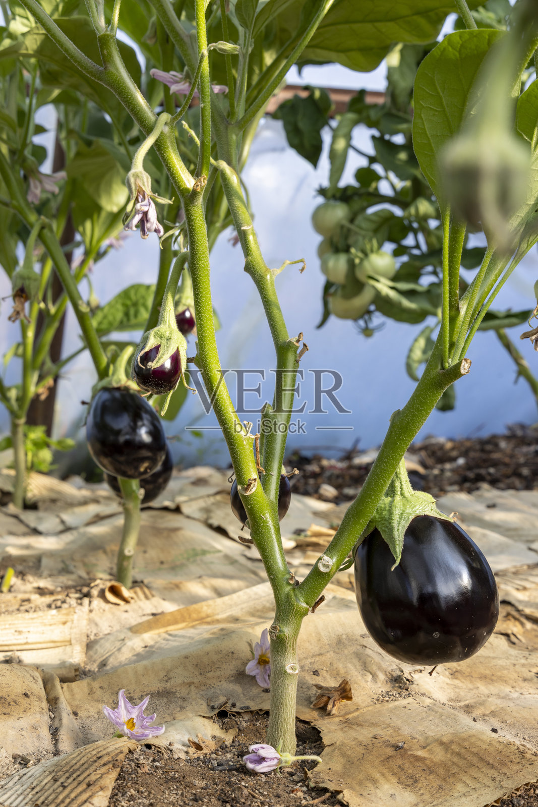 一堆黑色茄子在植物上生长照片摄影图片