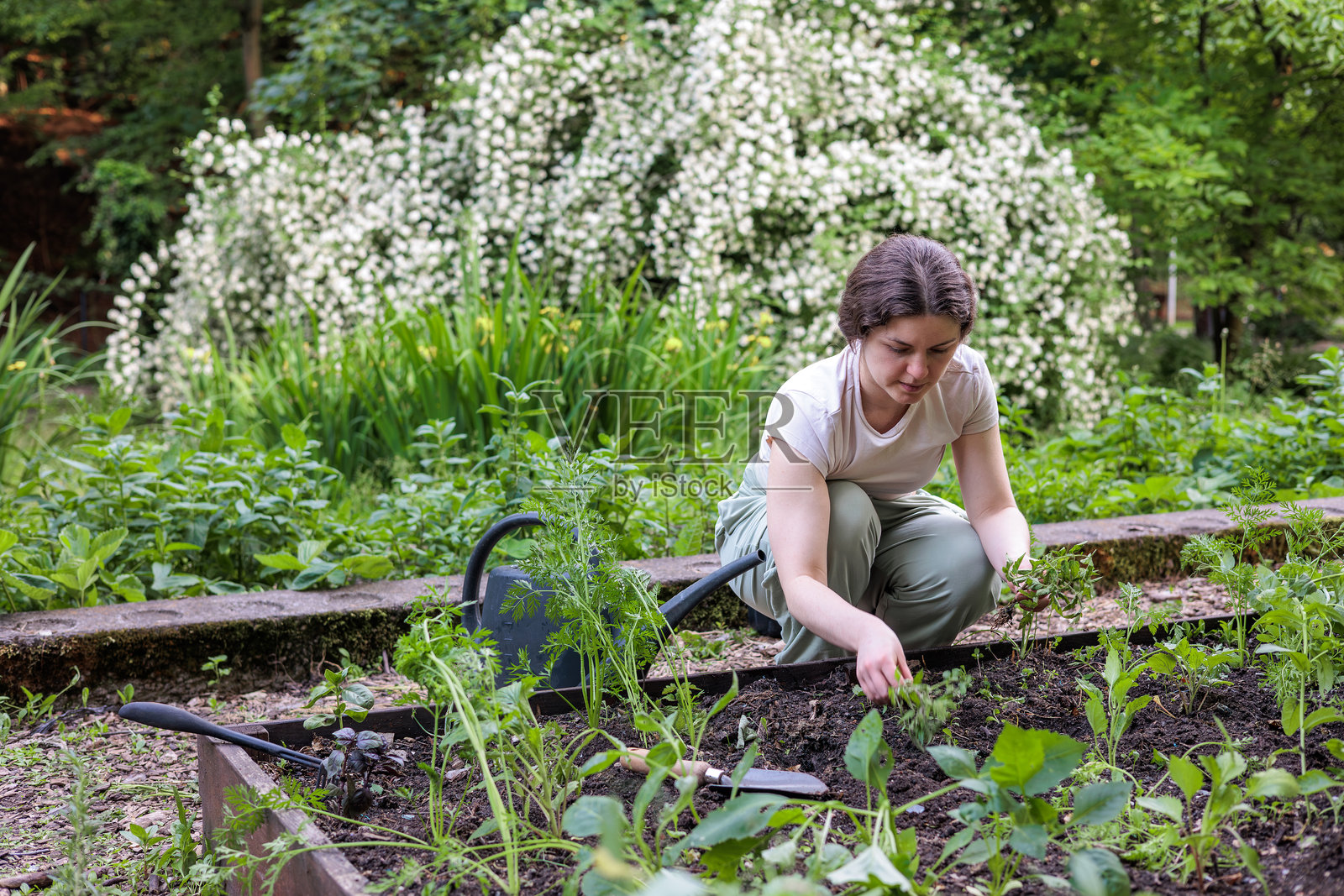 女性在高架花坛中园艺，种植新鲜的草药和蔬菜，后院花园，有机农业，可持续生活方式，素食，心理健康护理，慢生活，亲近自然。留白空间照片摄影图片