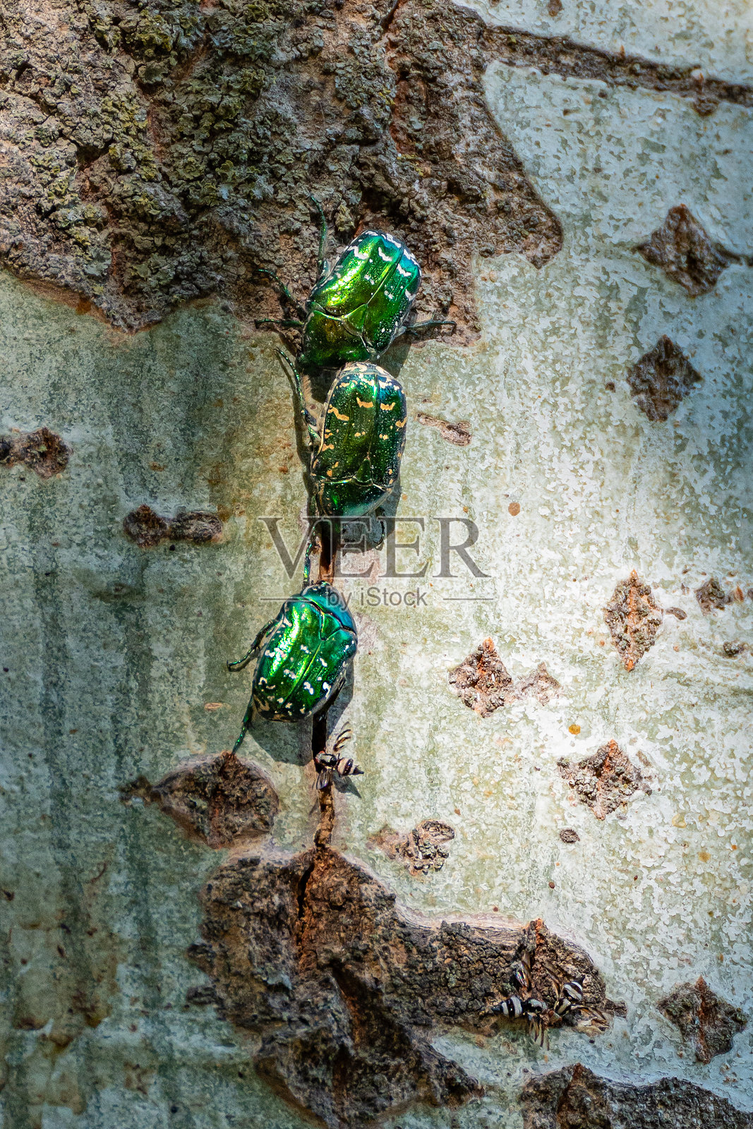 三只金玫瑰甲虫（Cetonia aurata）栖息在一棵白杨树的树干上。照片摄影图片