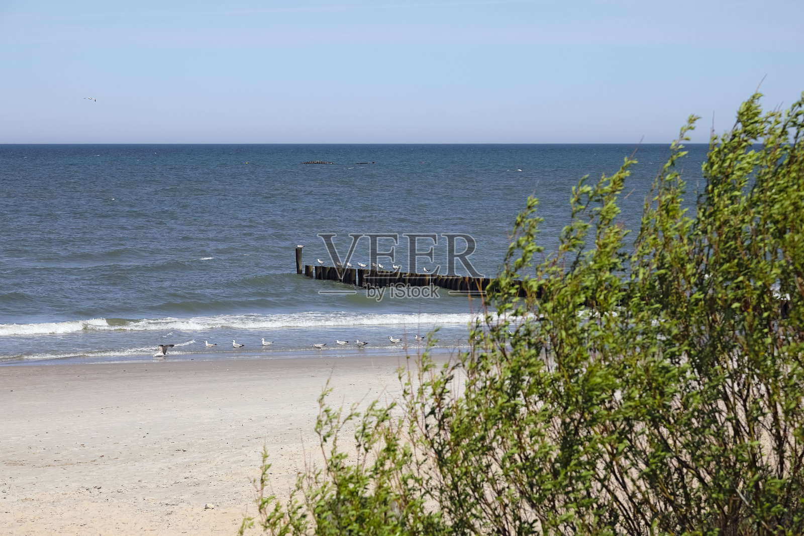 波兰米尔诺-乌尼耶茨的波罗的海海滩和防波堤可见，沙丘上生长着植被。照片摄影图片