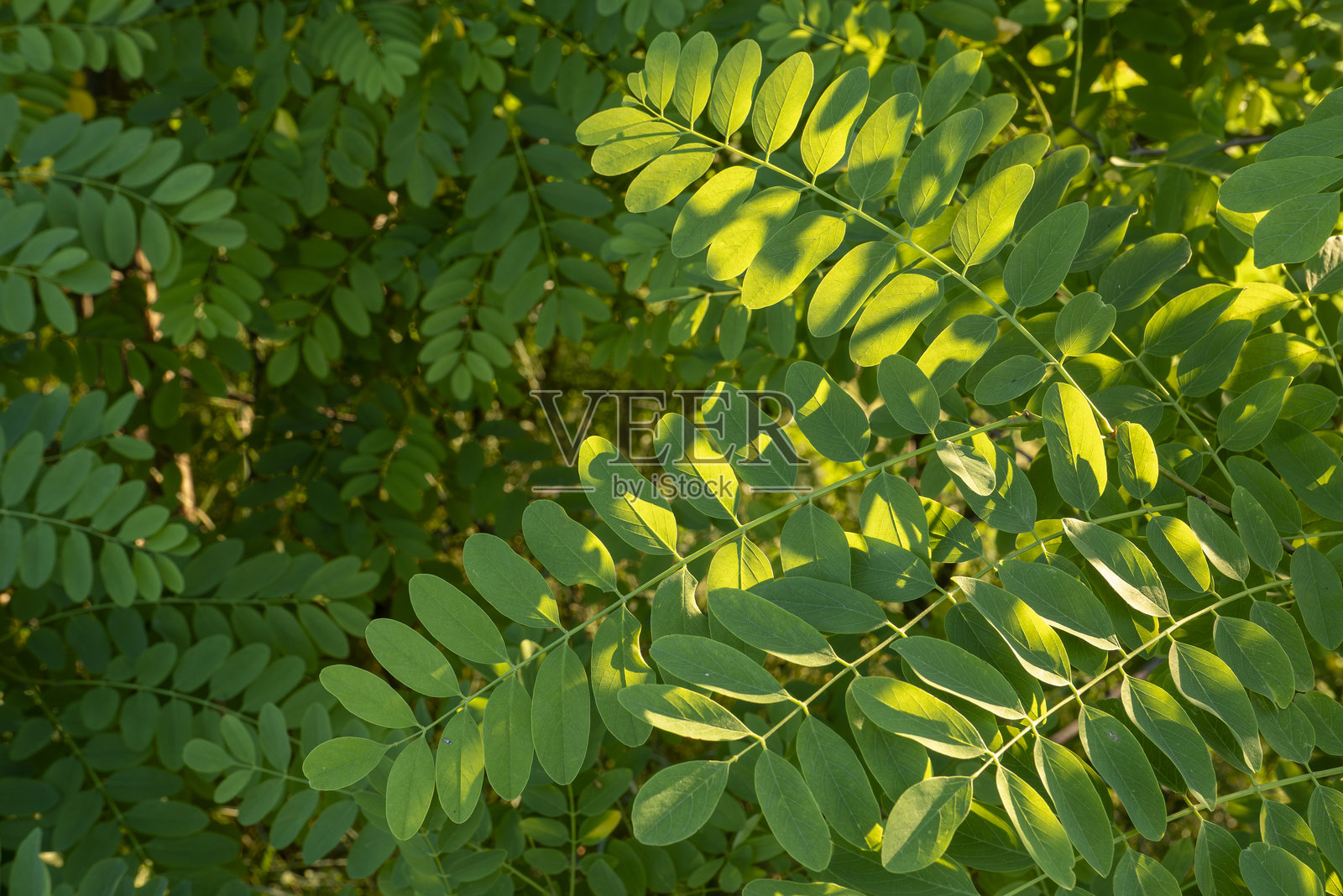 相思树叶照片摄影图片