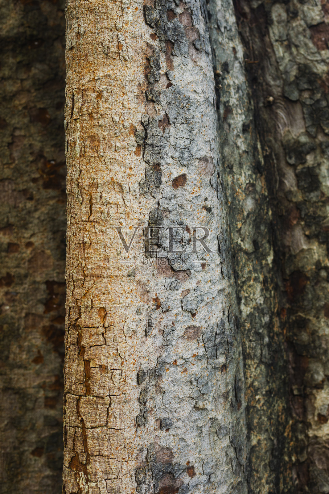 热带树干的特写照片摄影图片