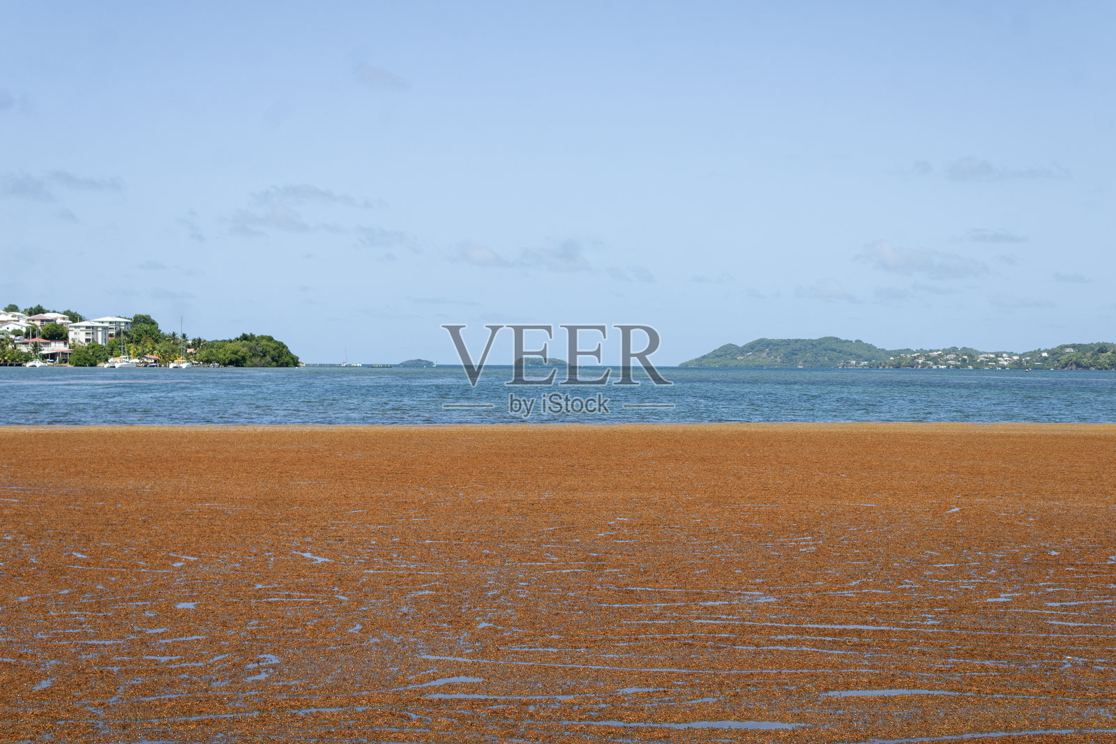 马提尼克罗伯特海岸的海藻，加勒比海岸线照片摄影图片