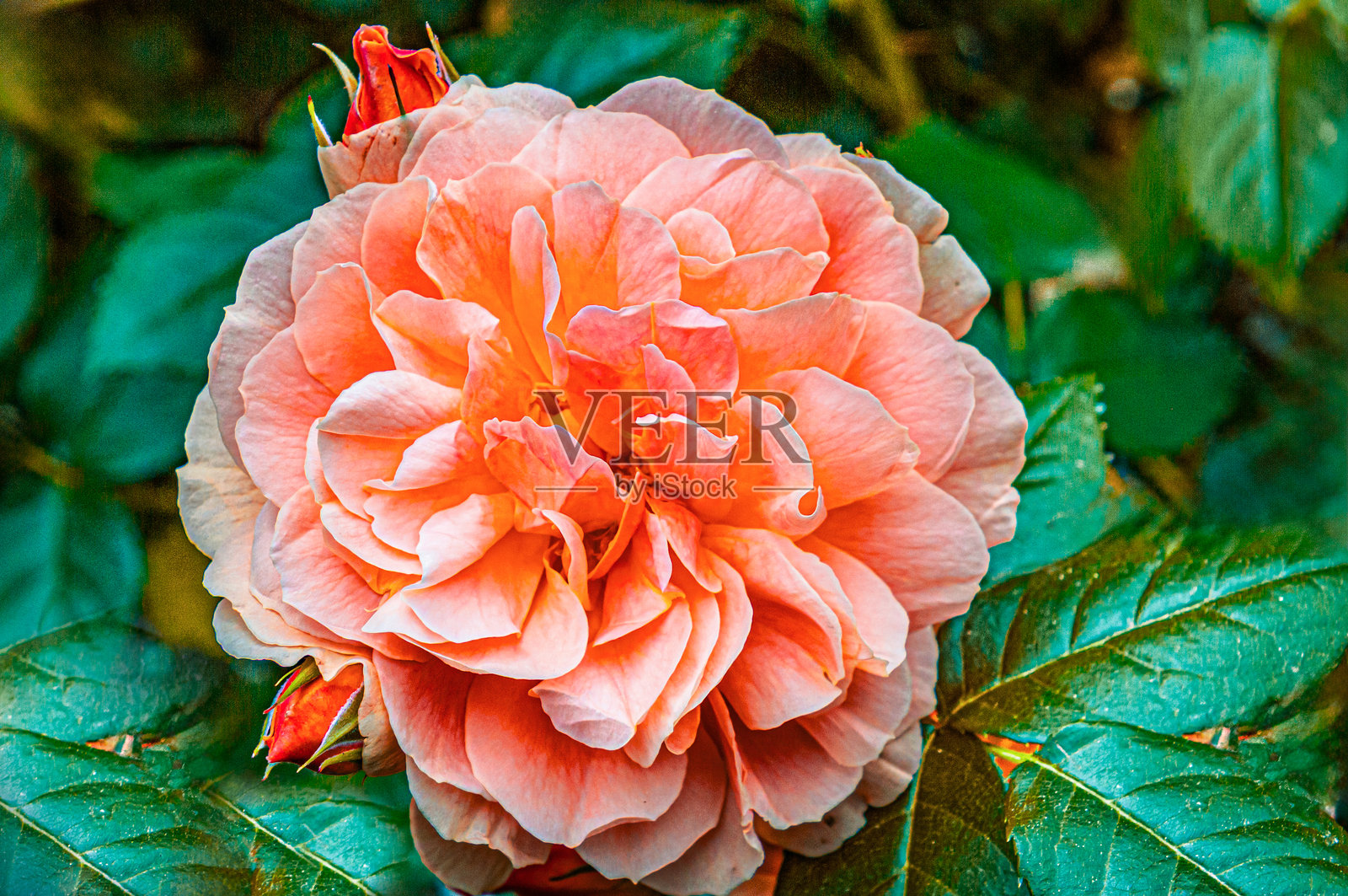 橘色玫瑰照片摄影图片