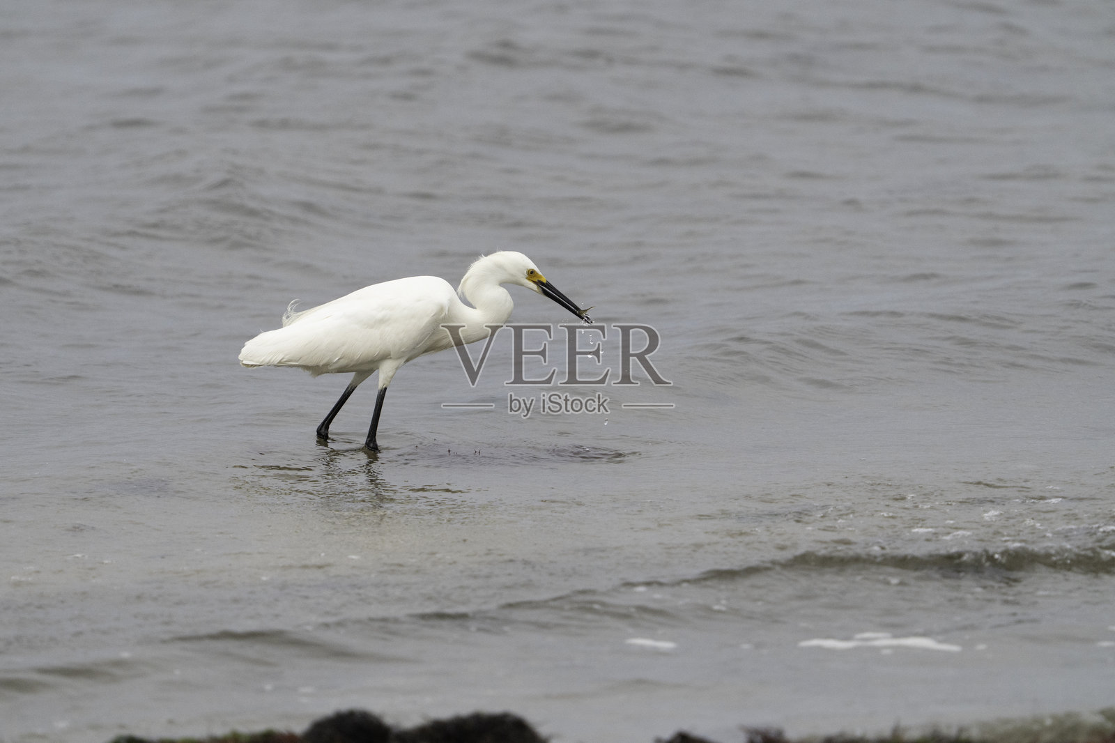 捕获猎物的雪鹭 #1照片摄影图片