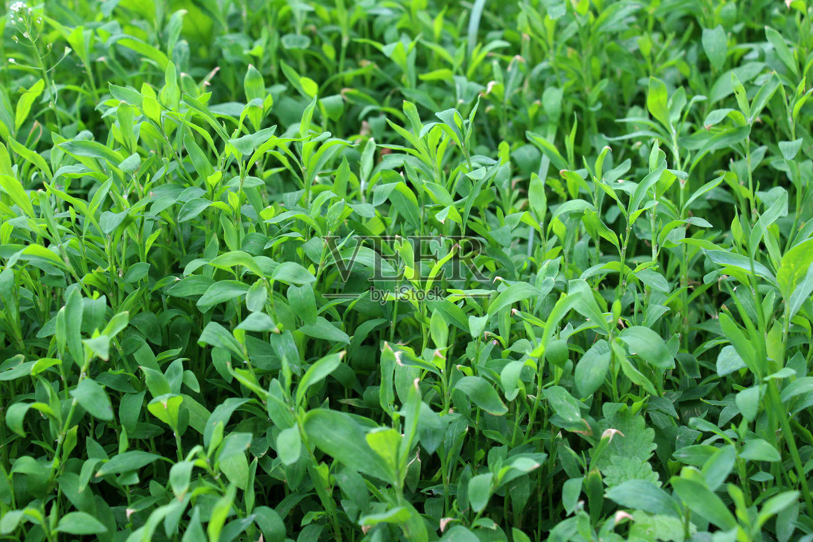 自然生长的草本植物蓼（Polygonum aviculare）照片摄影图片