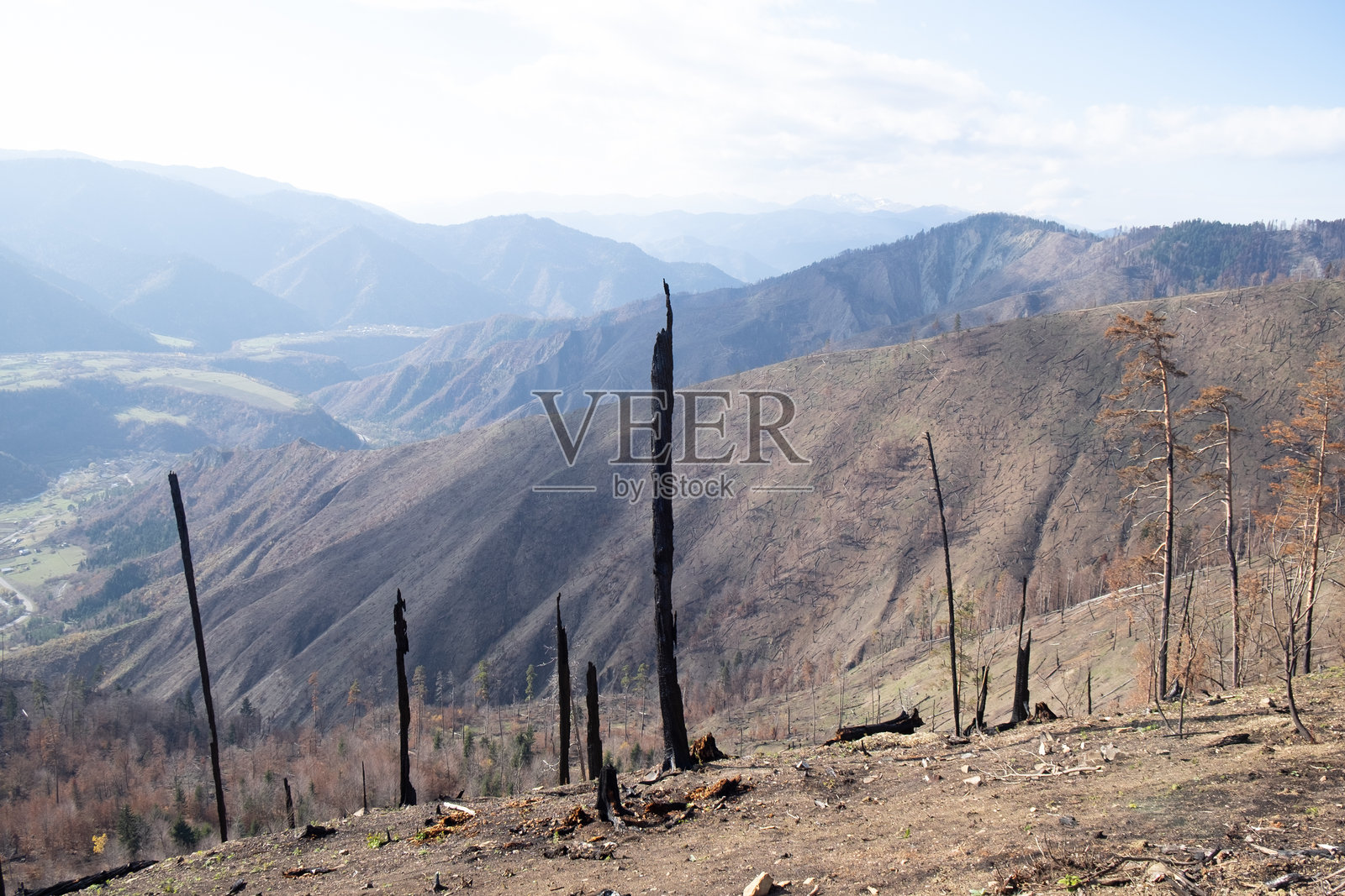 山谷中野火后的焦灼森林景观照片摄影图片