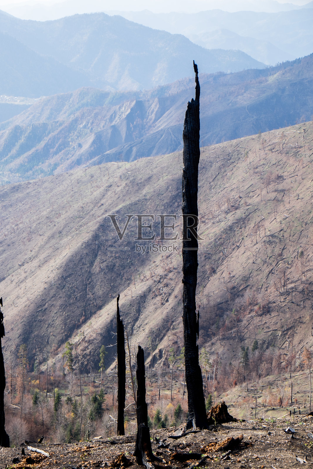 山谷中野火后的焦灼森林景观照片摄影图片