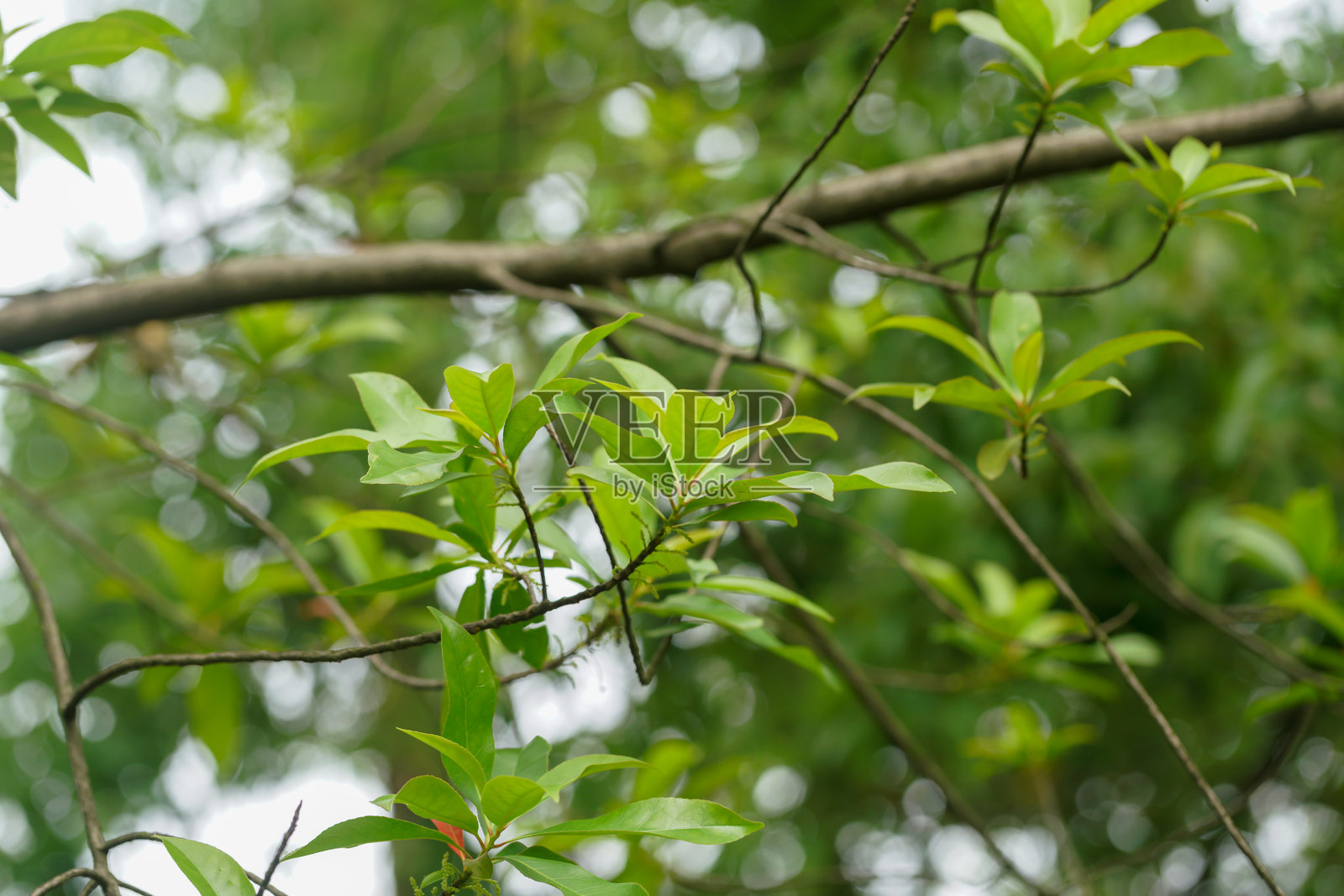 户外的假榕树（Elaeocarpus decipiens Hemsl.）照片摄影图片