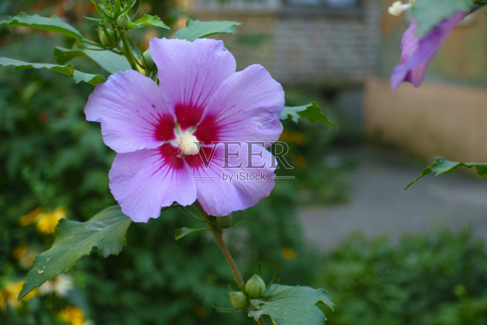 八月中旬的紫红色眼花木槿照片摄影图片