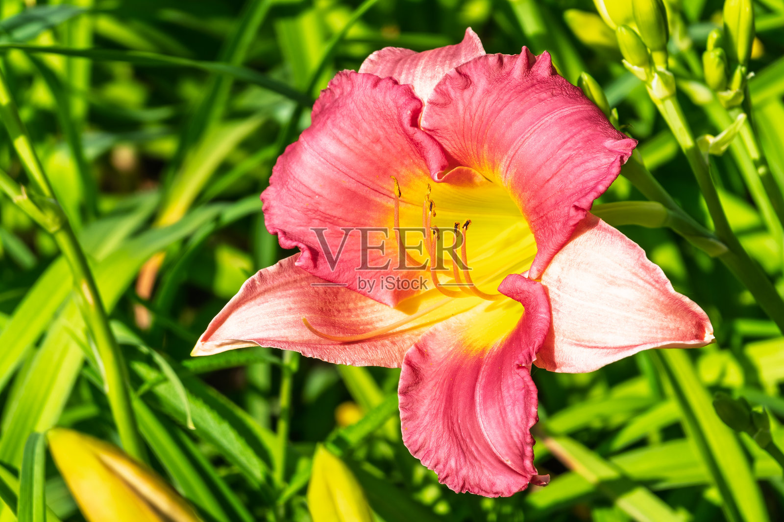 盛开的粉色萱草花特写照片摄影图片