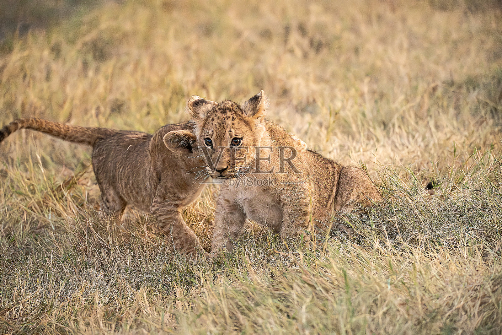 小狮崽在附近与母亲玩耍照片摄影图片