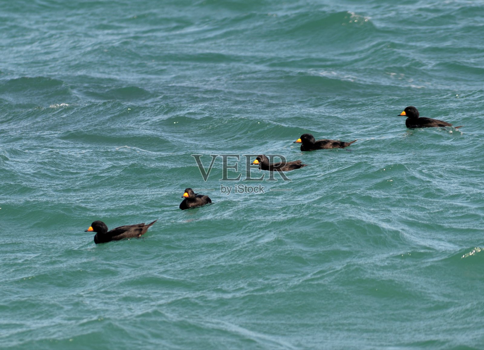 一群普通潜鸭低飞在海面上照片摄影图片
