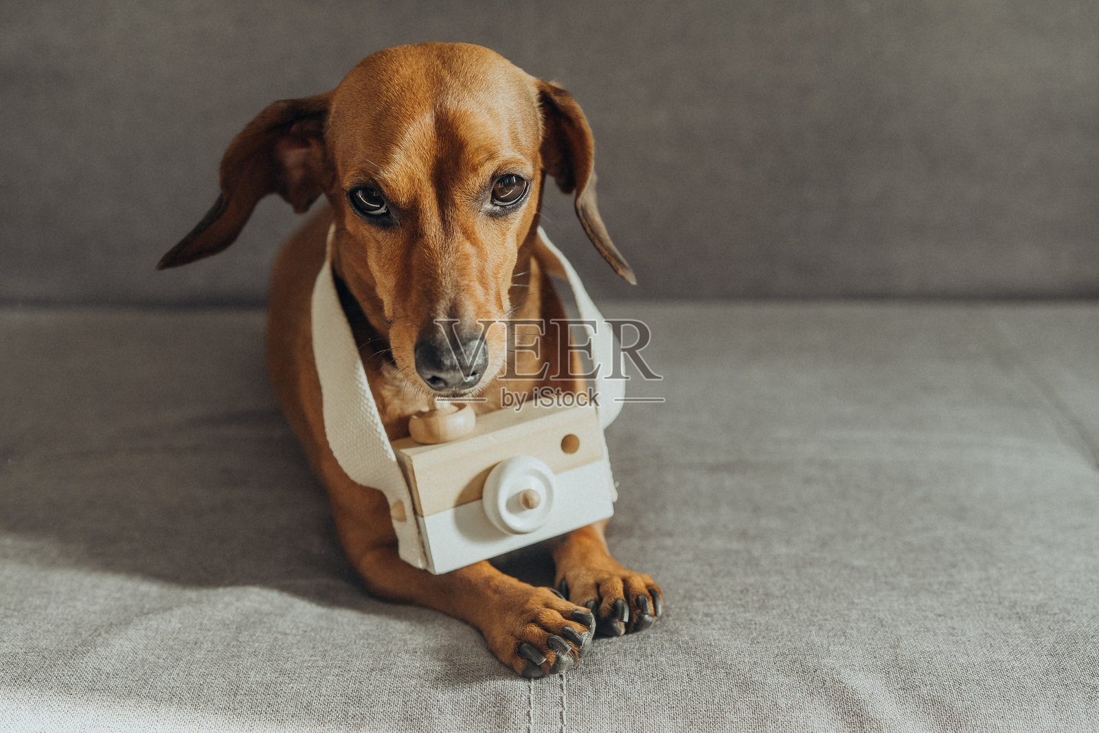 沙发上的狗与玩具相机，体现宠物生活方式和幽默概念照片摄影图片