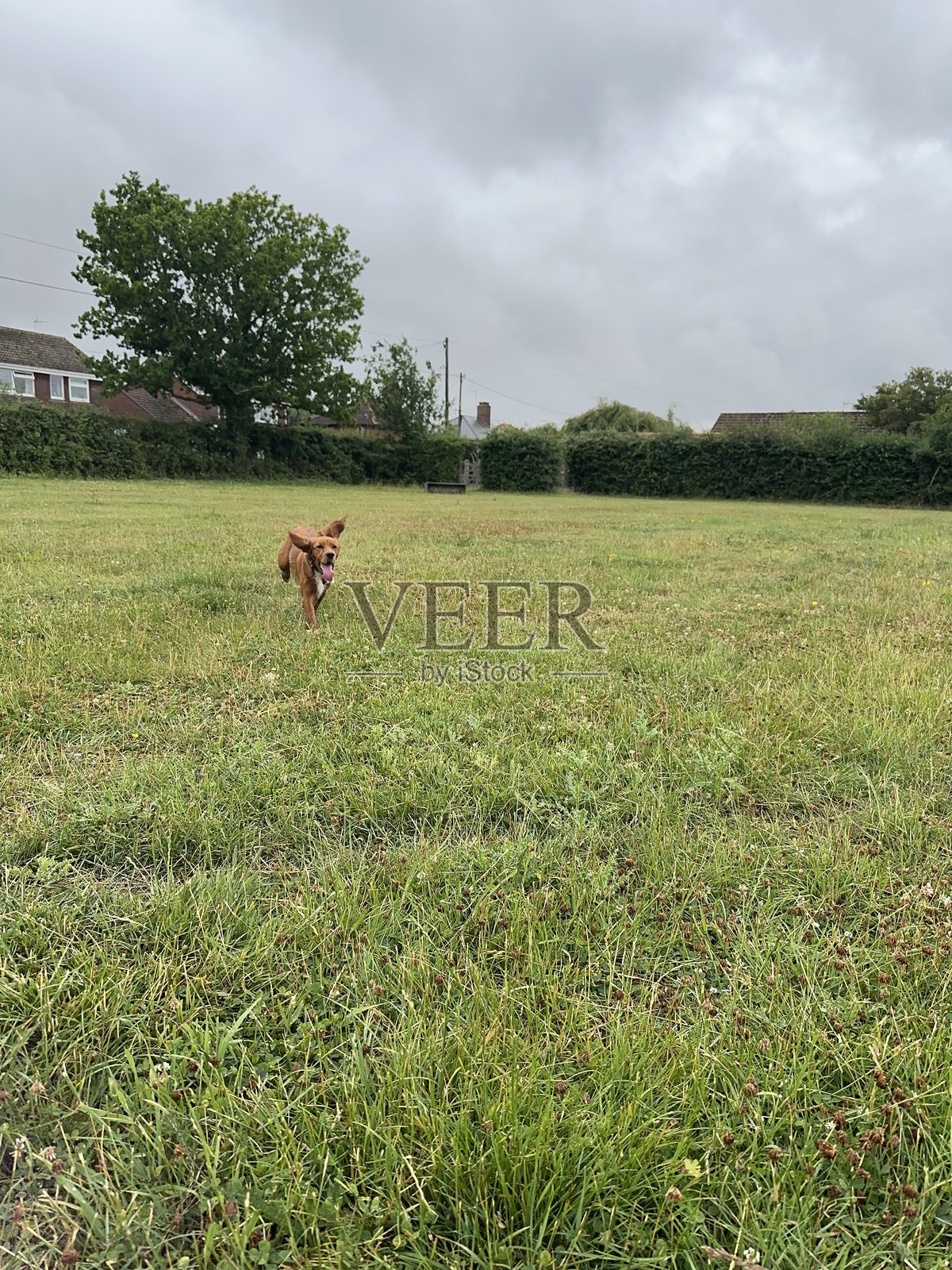 可卡犬照片摄影图片