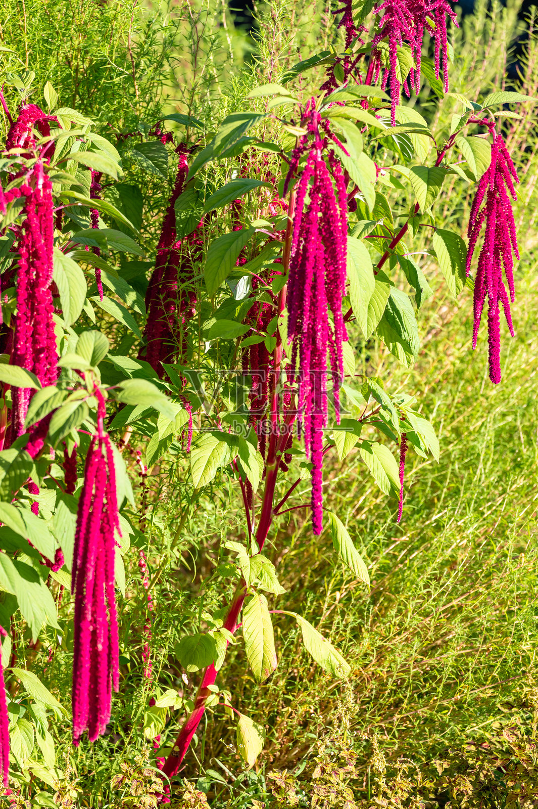 紫花苋（Amaranthus caudatus）灌木照片摄影图片