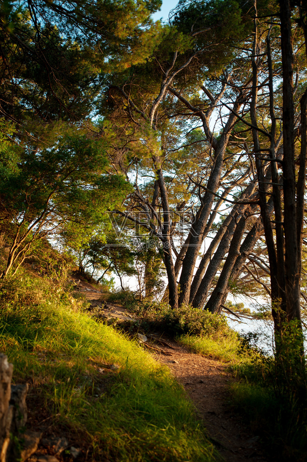阳光照耀的森林小径与倾斜的松树照片摄影图片