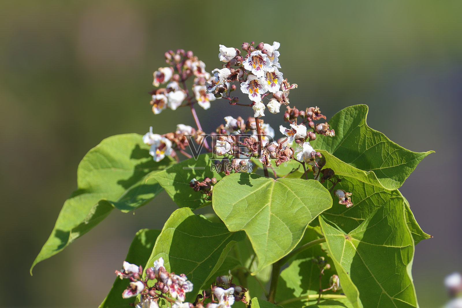 紫荆树照片摄影图片