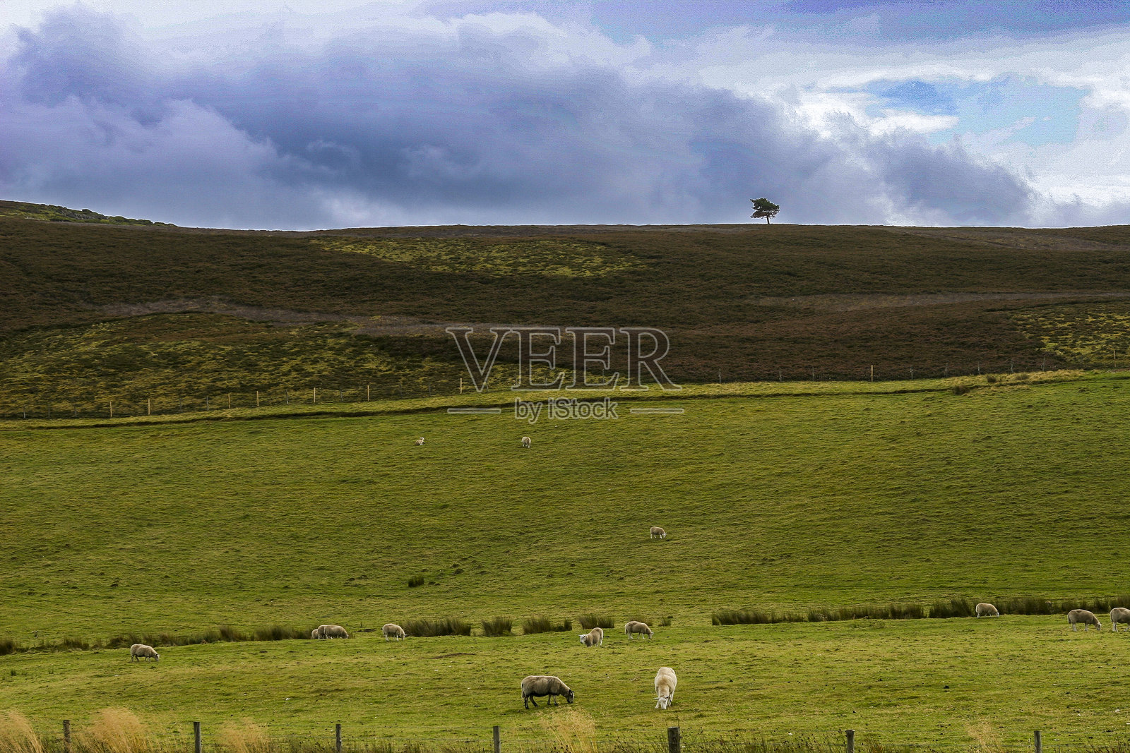 苏格兰高地阴郁天空下的放牧羊群照片摄影图片