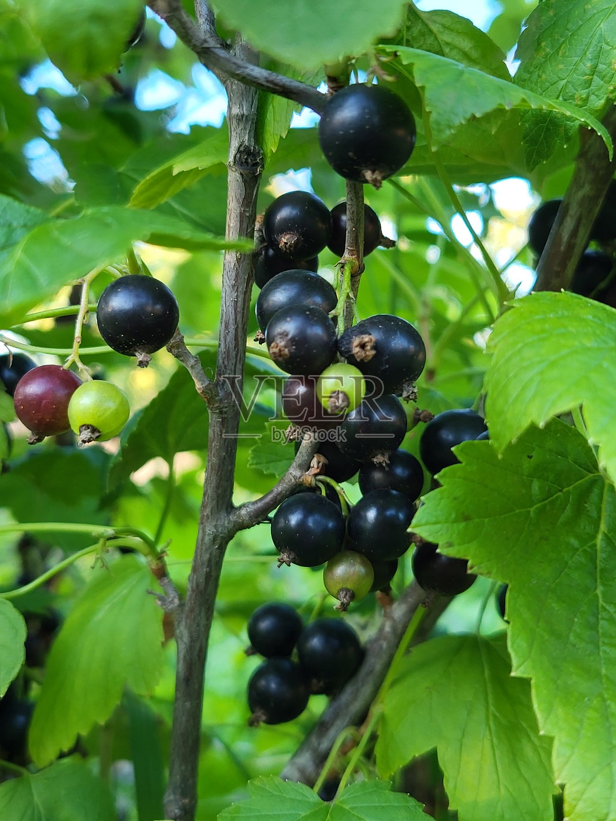 黑加仑在绿叶间成熟照片摄影图片