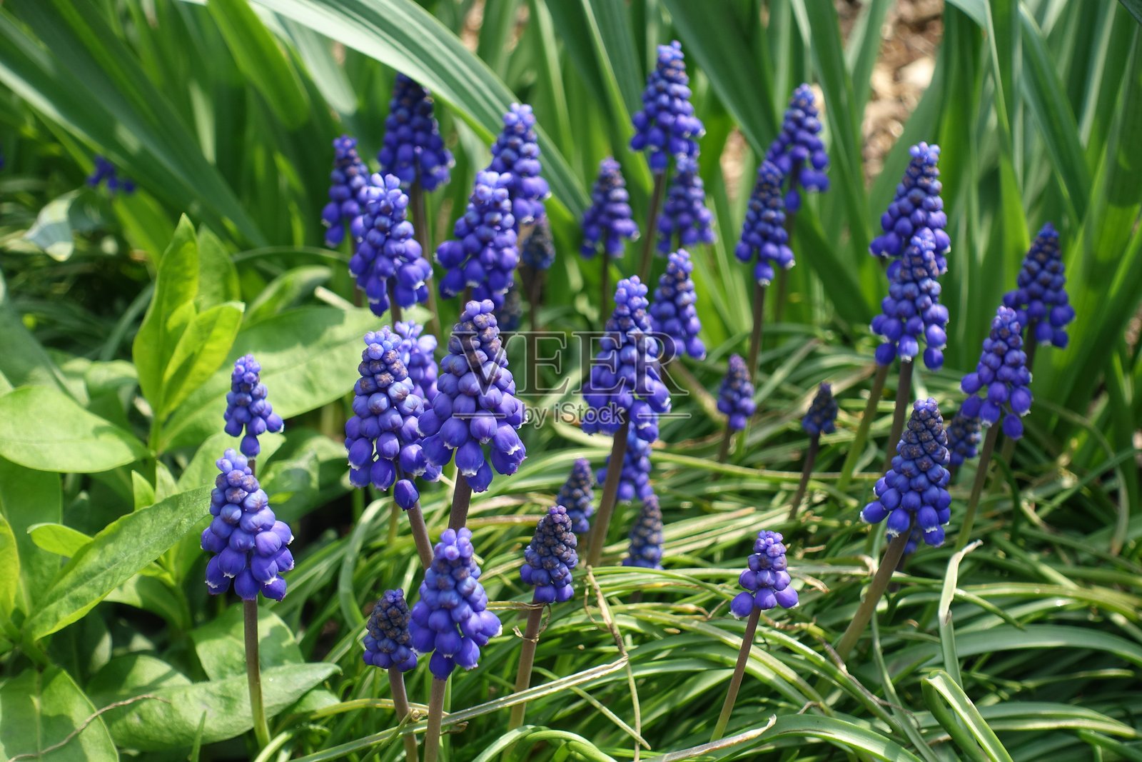 四月的阿尔梅尼亚风铃草蓝色花朵特写照片摄影图片