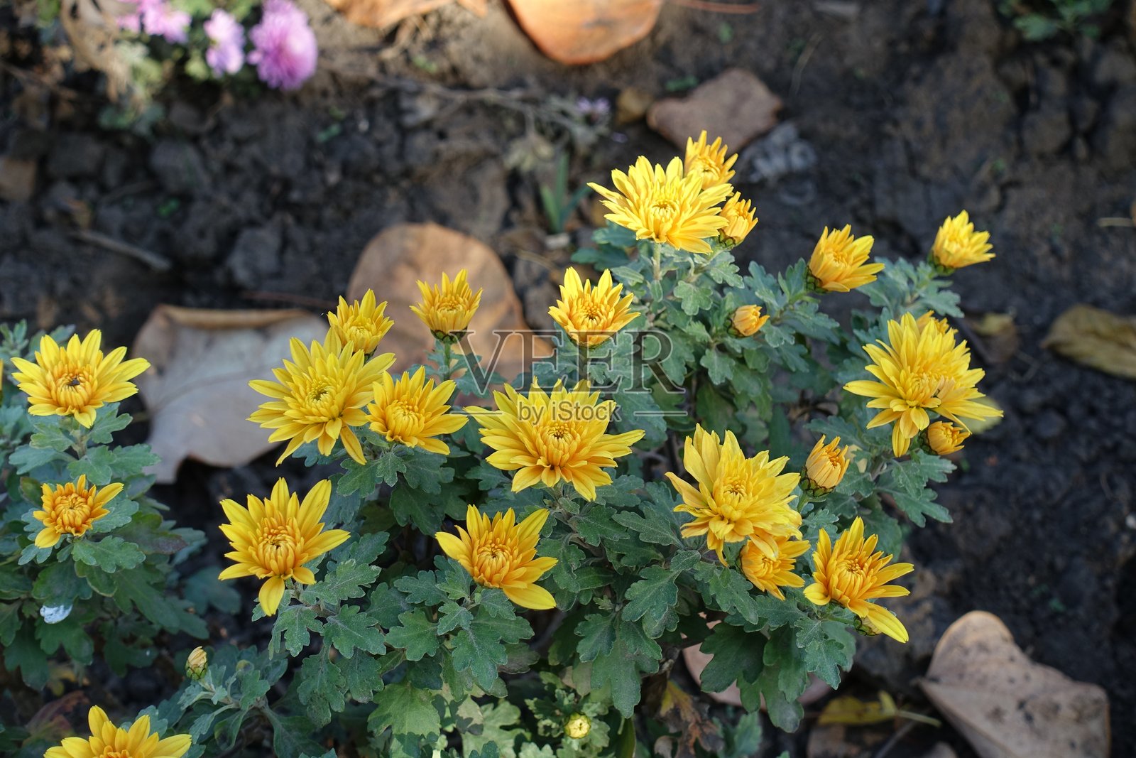 十月的黄色橙色菊花照片摄影图片