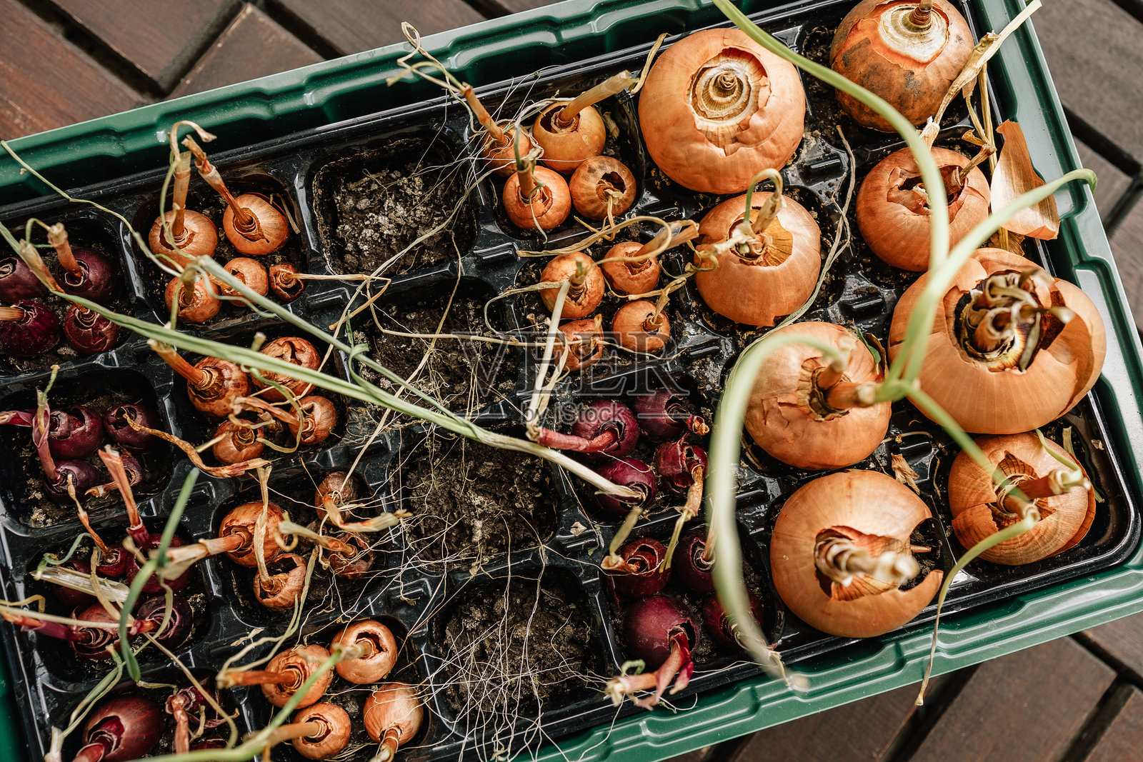 装满被忽视的洋葱球茎的育苗盘，显示出枯萎的黄色茎和干燥、无生气的质感，放在粗糙的木地板上，标志着生长的结束和失败的种植季节。枯萎的洋葱球茎照片摄影图片