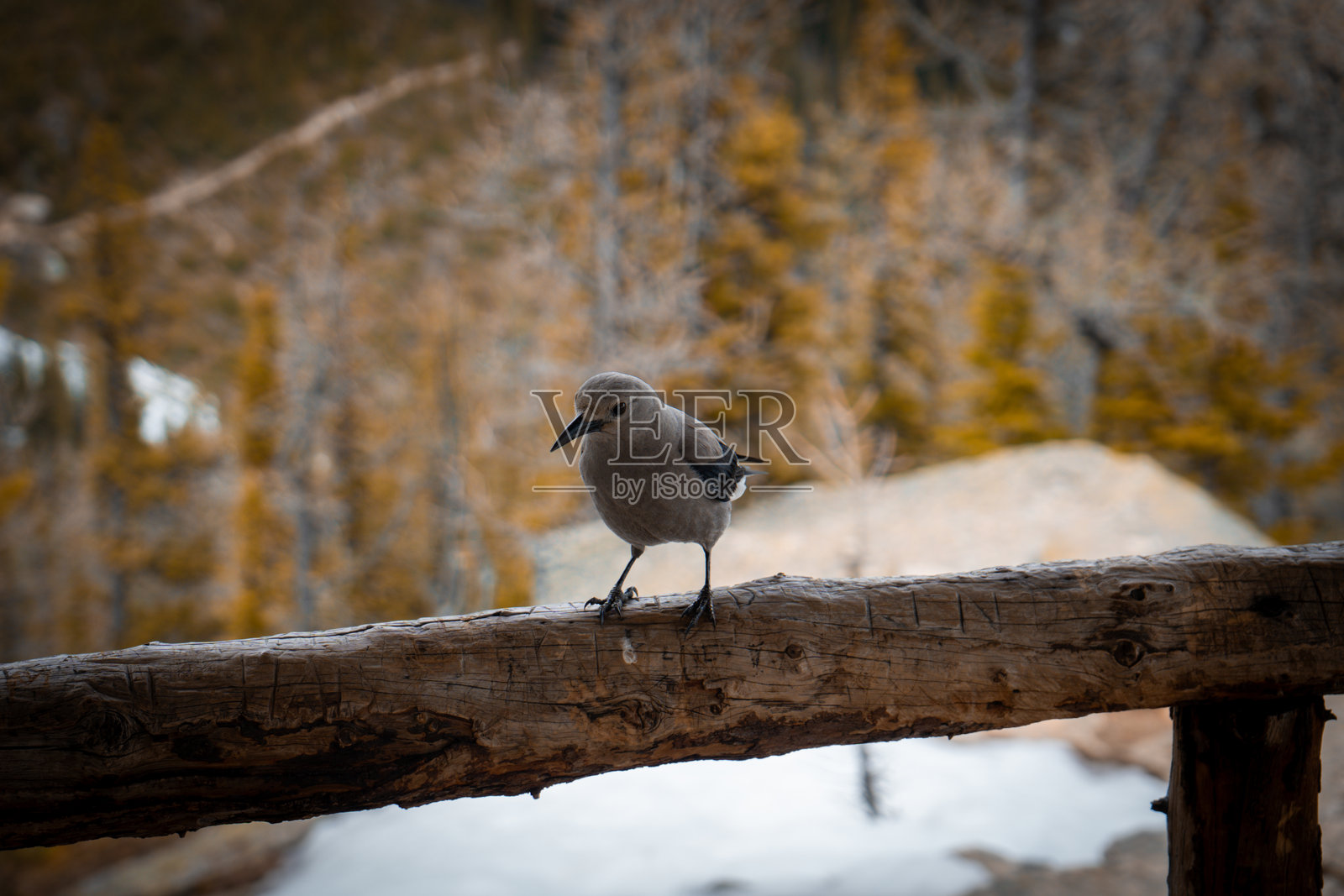 Clarks Nutcracker on Wooden Railing照片摄影图片