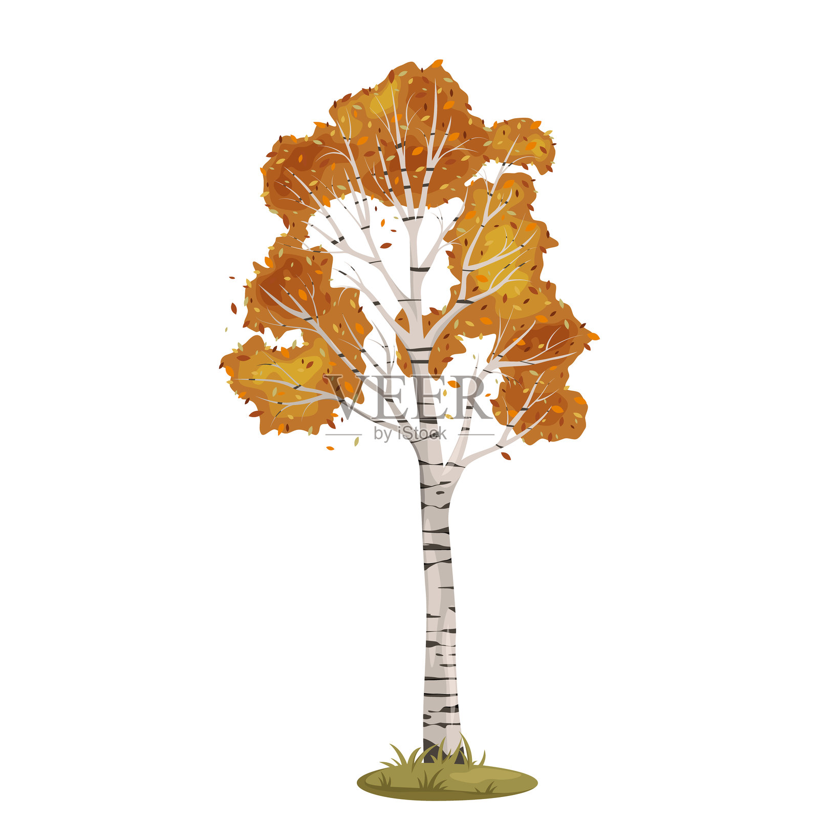 秋天的白桦树矢量剪贴画。秋季树木。插画图片素材