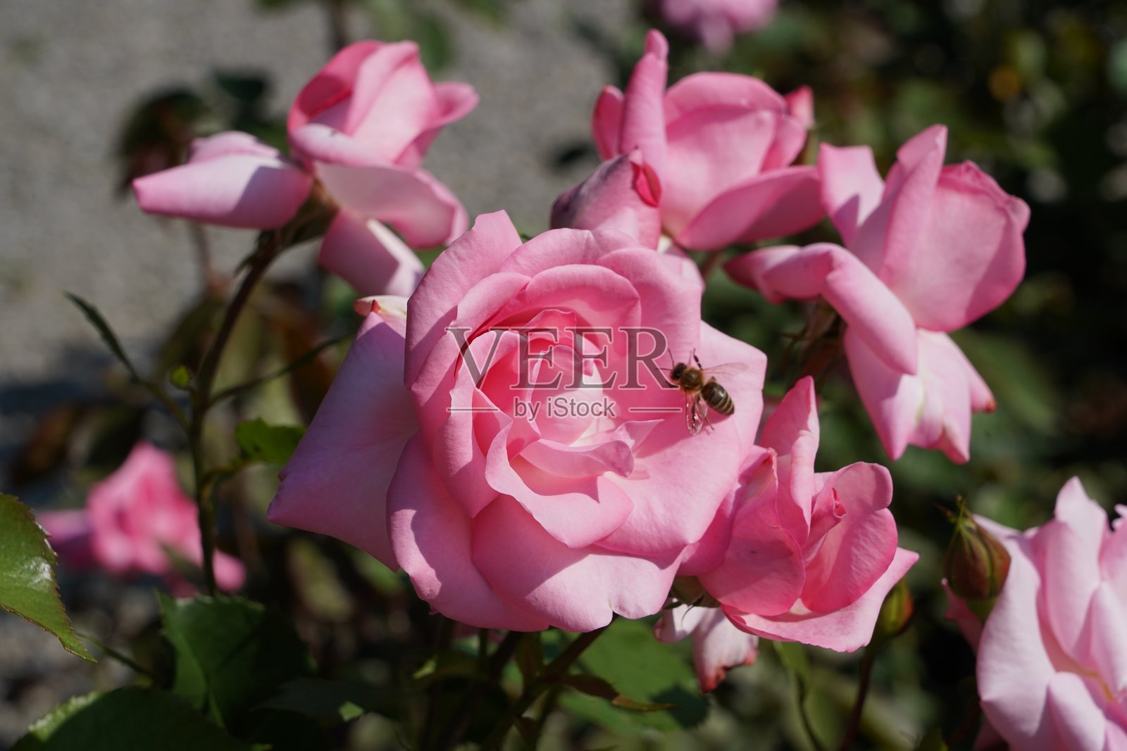 花园里盛开的玫瑰花。灌木上的玫瑰。盛开的玫瑰灌木。阳光明媚的日子，花园里开满了玫瑰。照片摄影图片