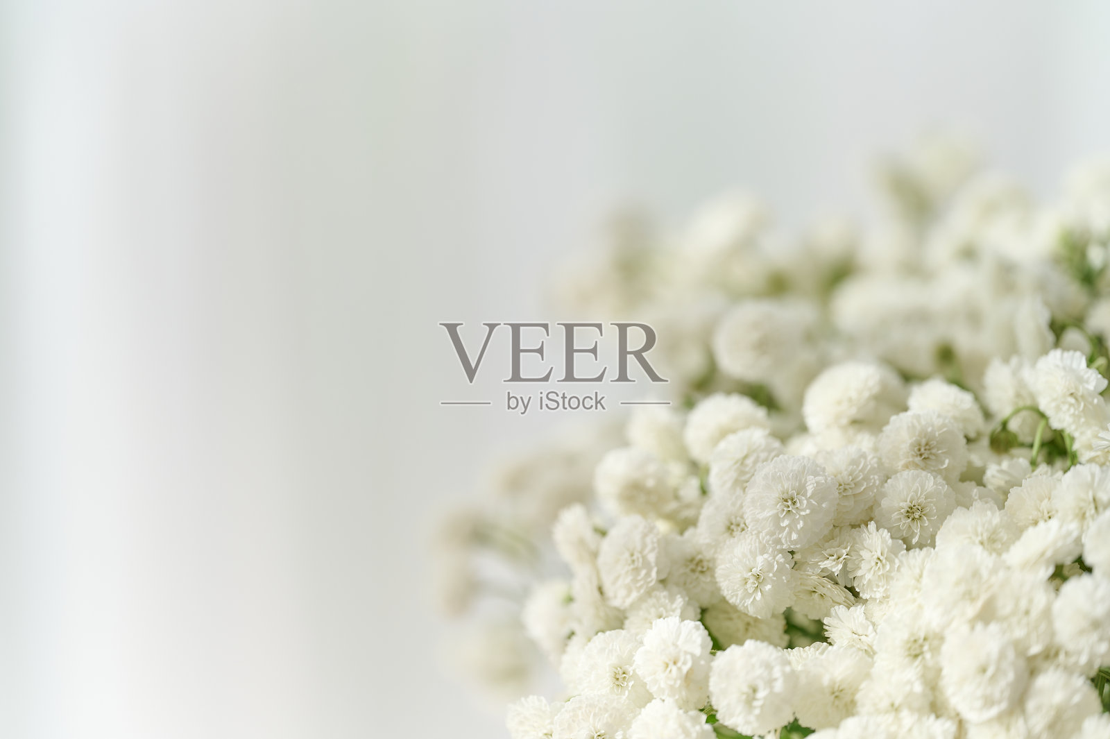 白色花卉装饰，精致的花朵在柔和的背景和自然光下。照片摄影图片