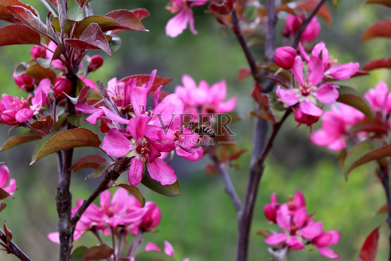 一只蜜蜂在阴云密布的春天飞向北方苹果树的粉色花朵。照片摄影图片