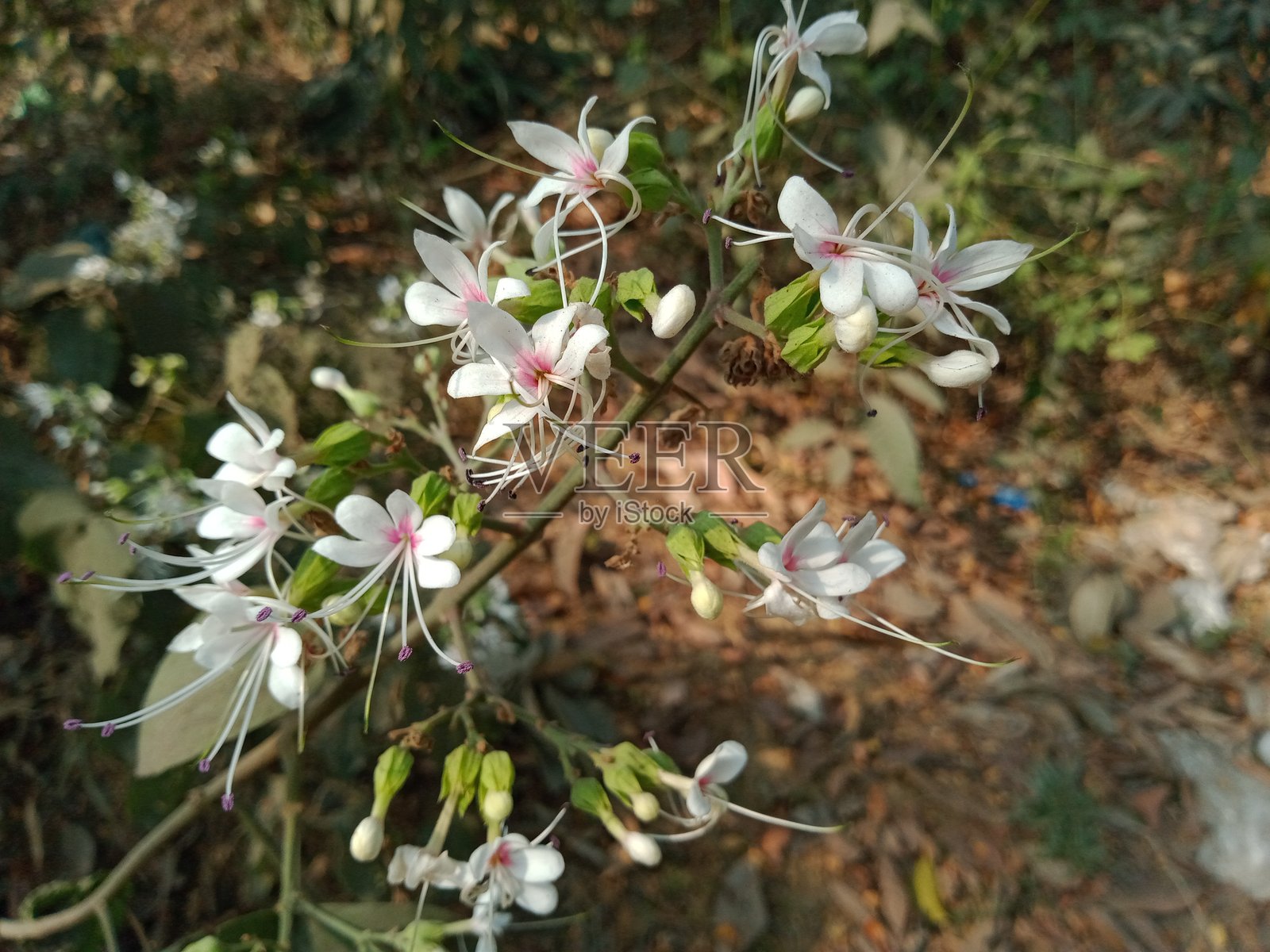 孟加拉国夏季自然中的小丑花。青葙属药用植物。未耕种的白色花卉植物学。照片摄影图片