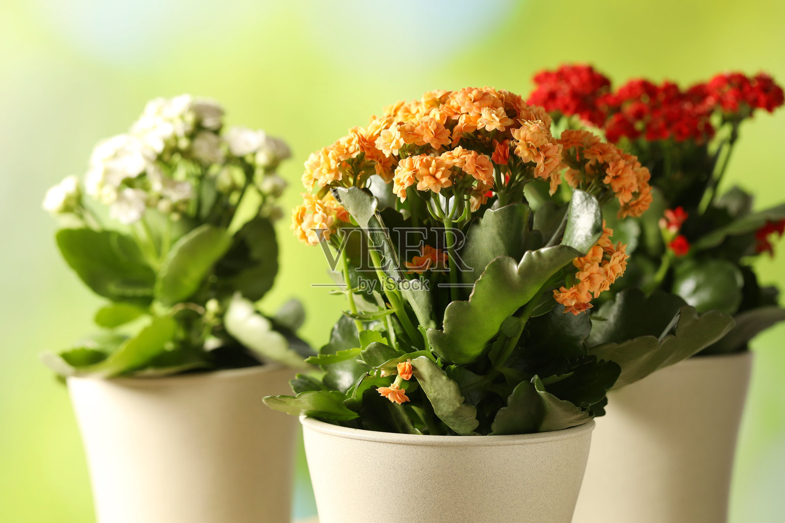 不同美丽的伽蓝菜花盆栽，模糊的绿色背景，特写镜头照片摄影图片