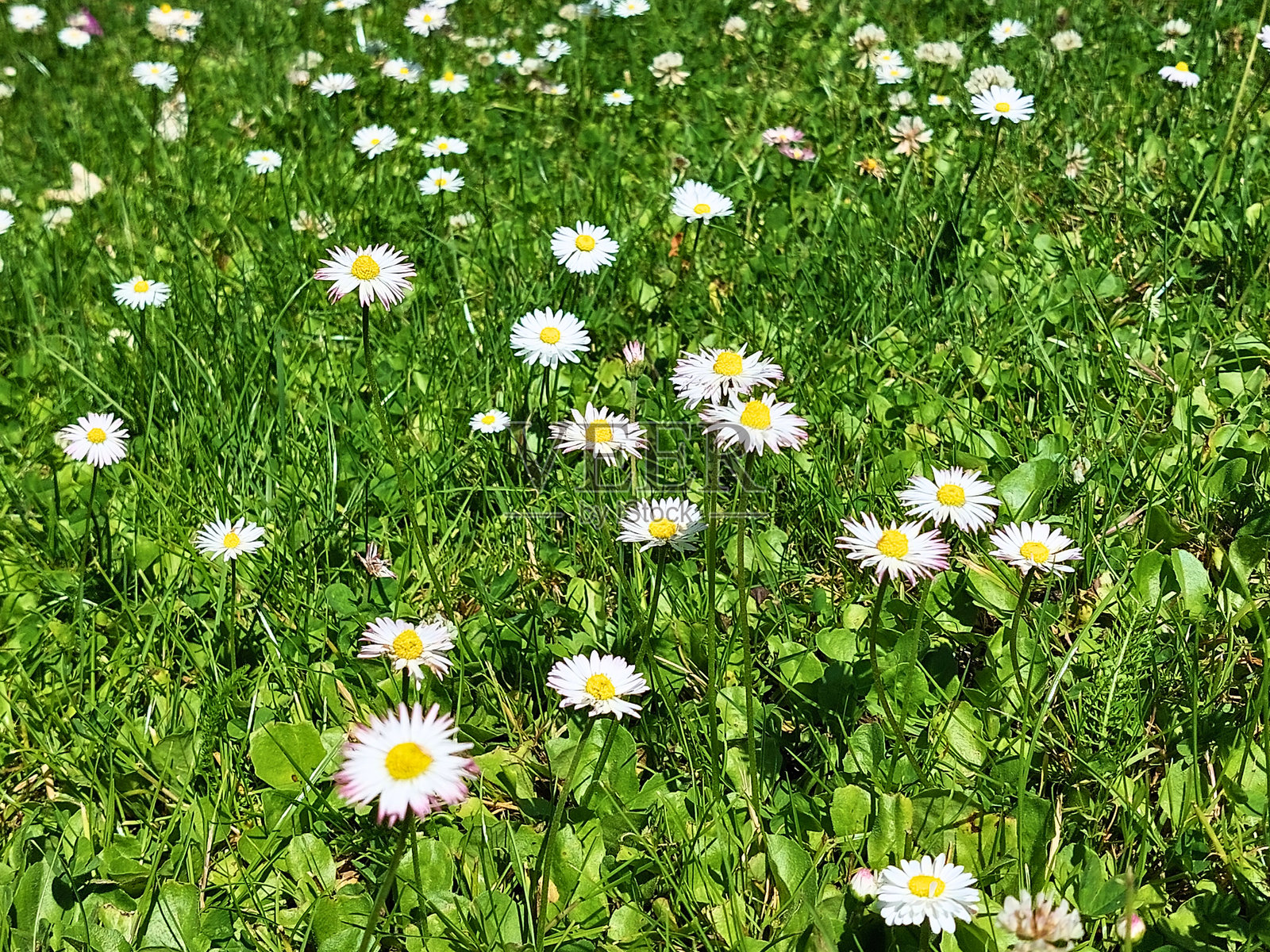 盛夏草地上的盛开雏菊 - 绿色草地上的野花照片摄影图片