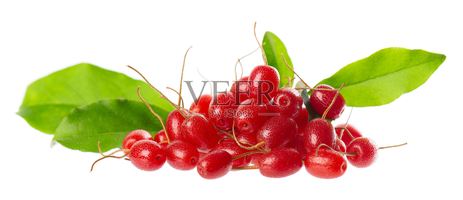 白色背景下的多花枸杞。樱桃枸杞或樱桃银果，带有绿色叶子。枸杞或果实。照片摄影图片