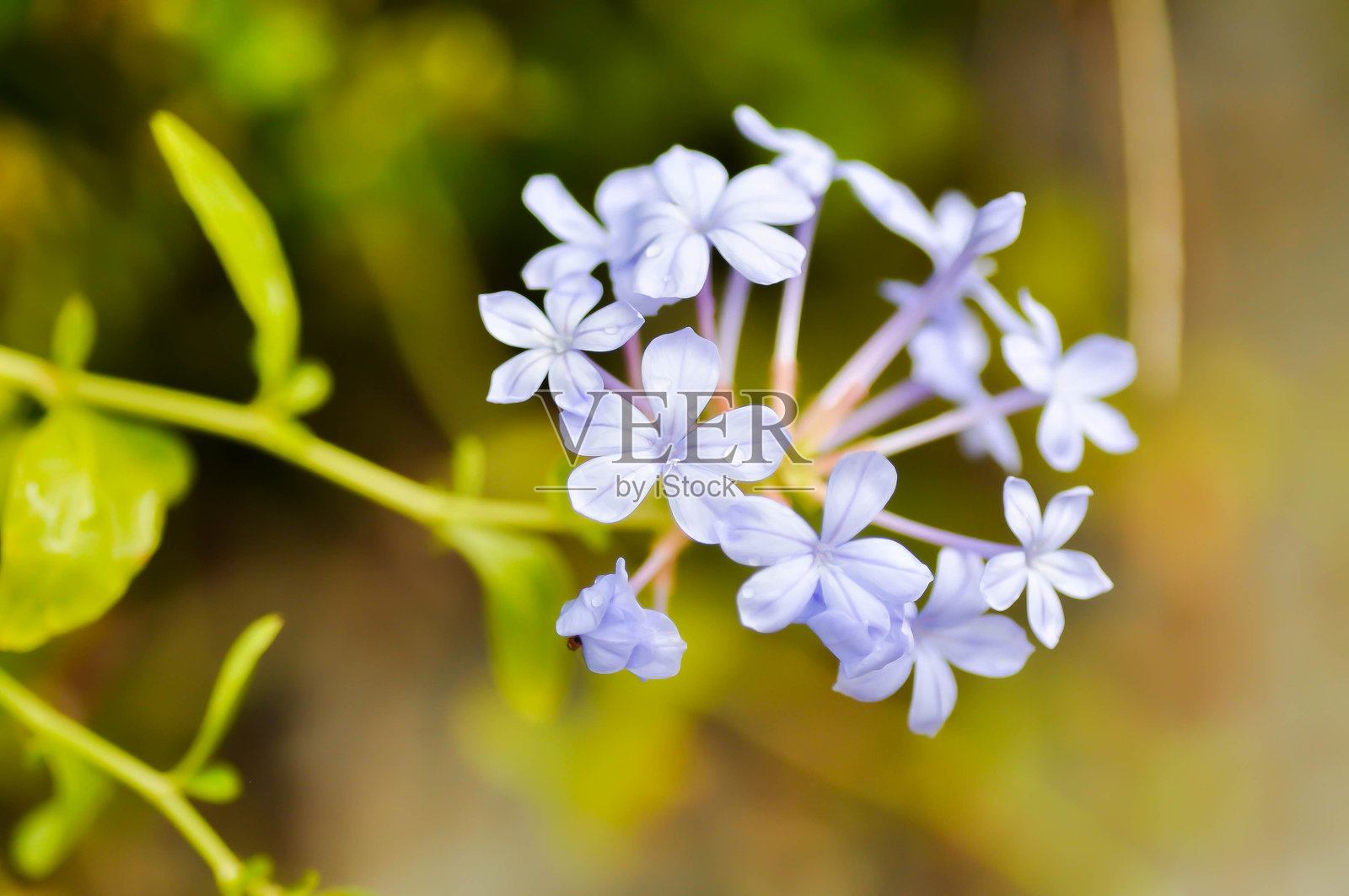 蓝花丹（Plumbago auriculata Lam）与雨滴照片摄影图片