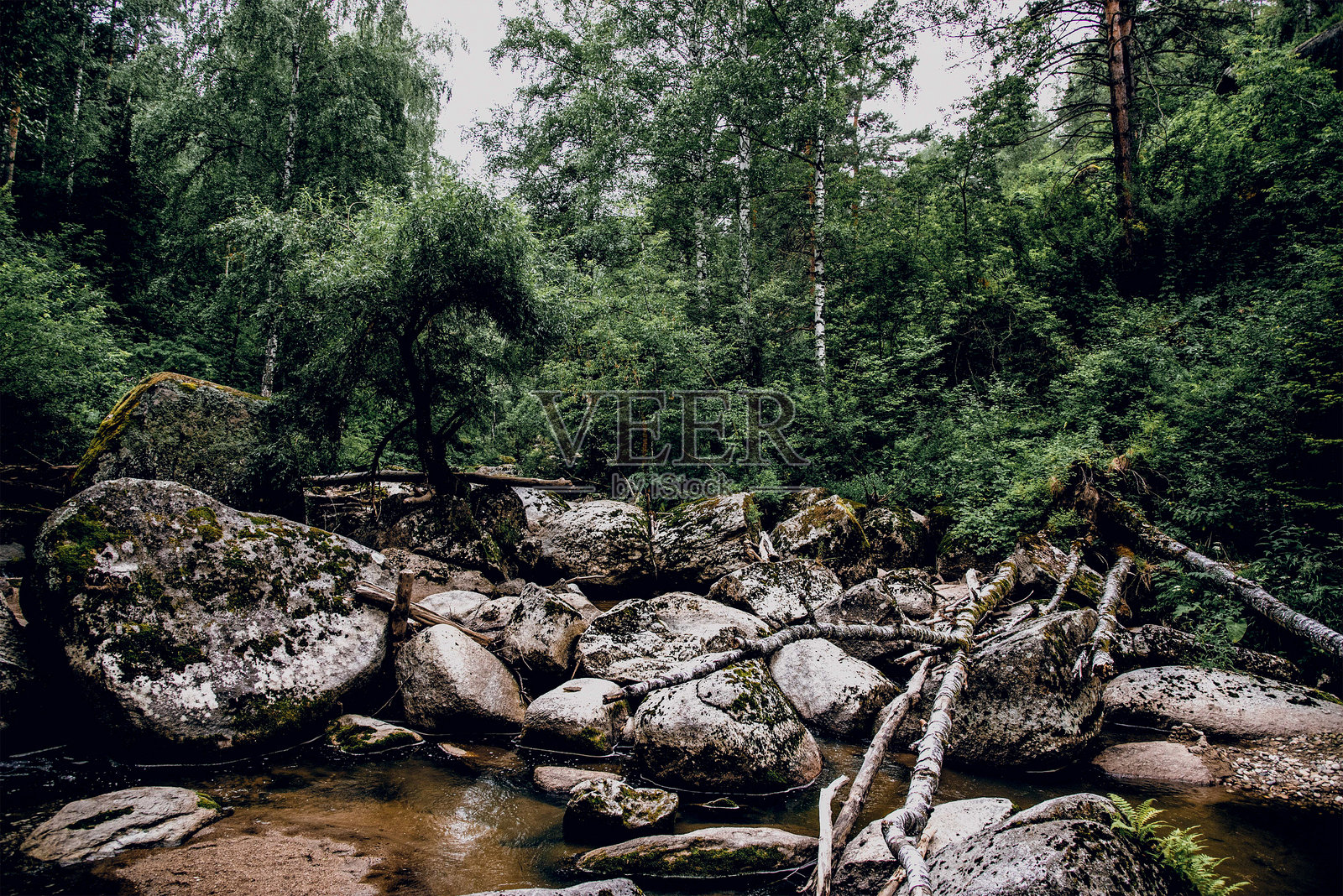 阿尔泰西伯利亚水库中石头间的河流风景，水流湍急。照片摄影图片