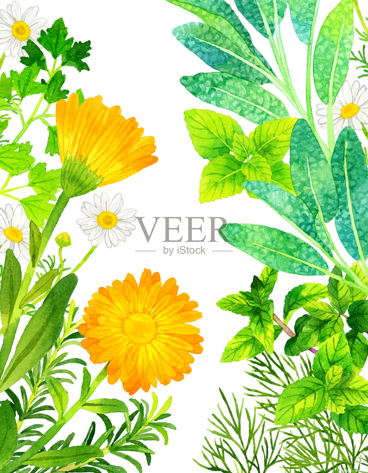 各种草药背景（手绘水彩插图）。插画图片素材