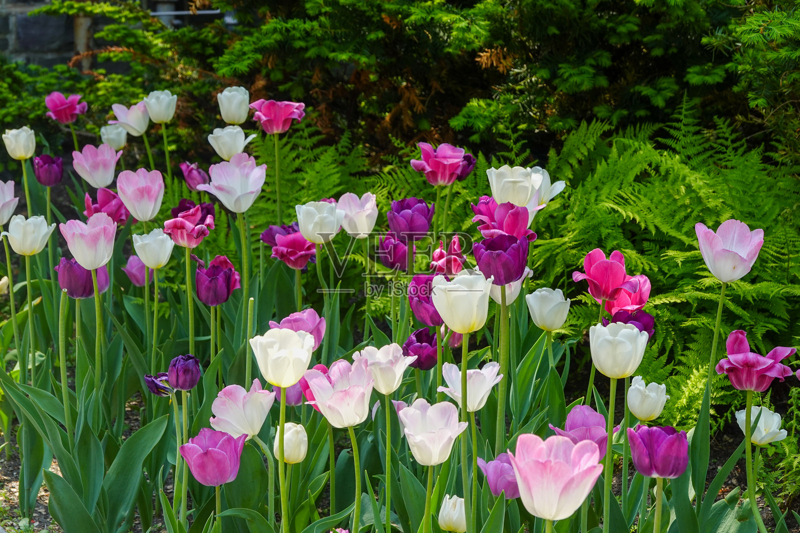 花园中的粉色和白色郁金香照片摄影图片