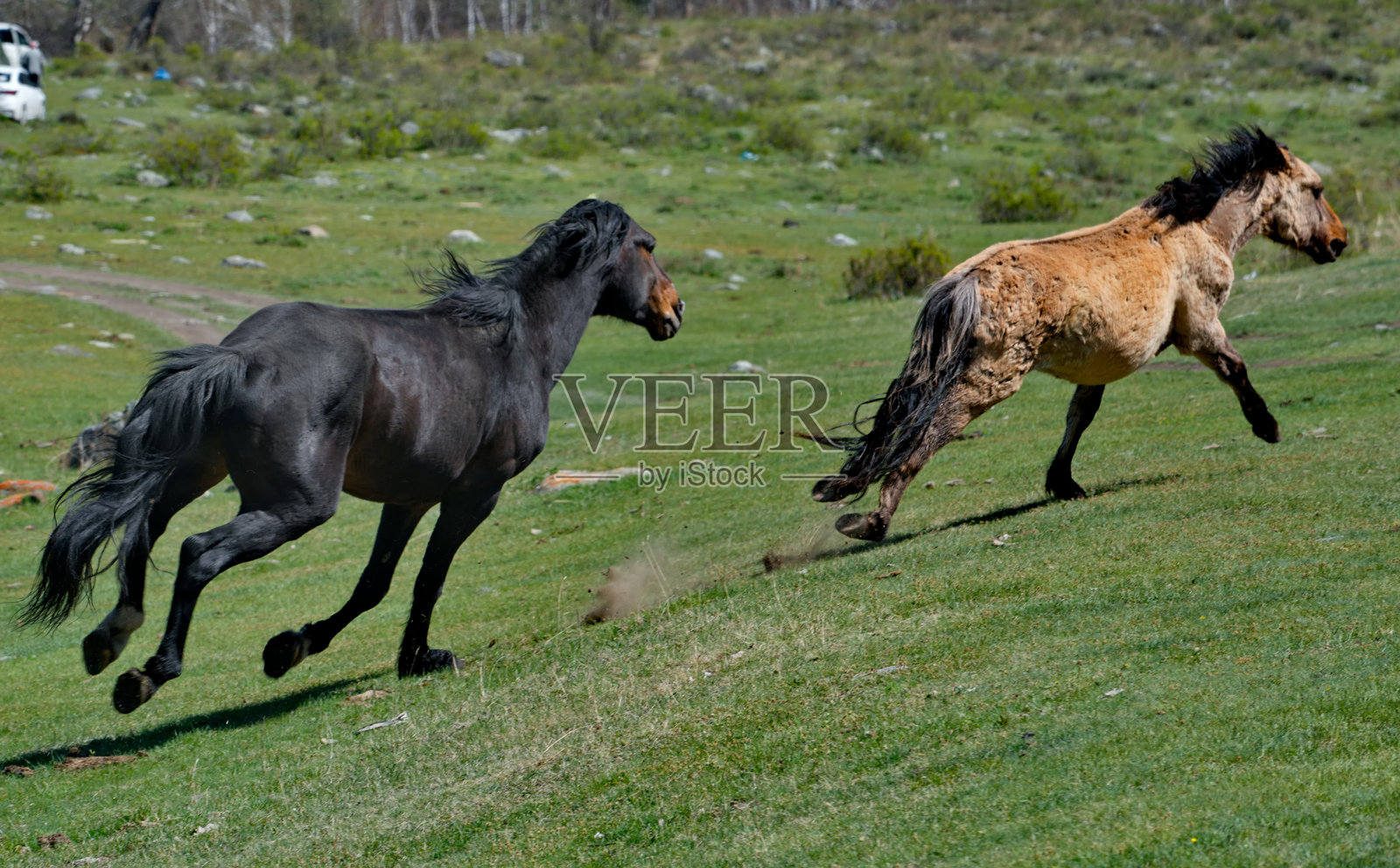 追逐一匹粗心的种马照片摄影图片