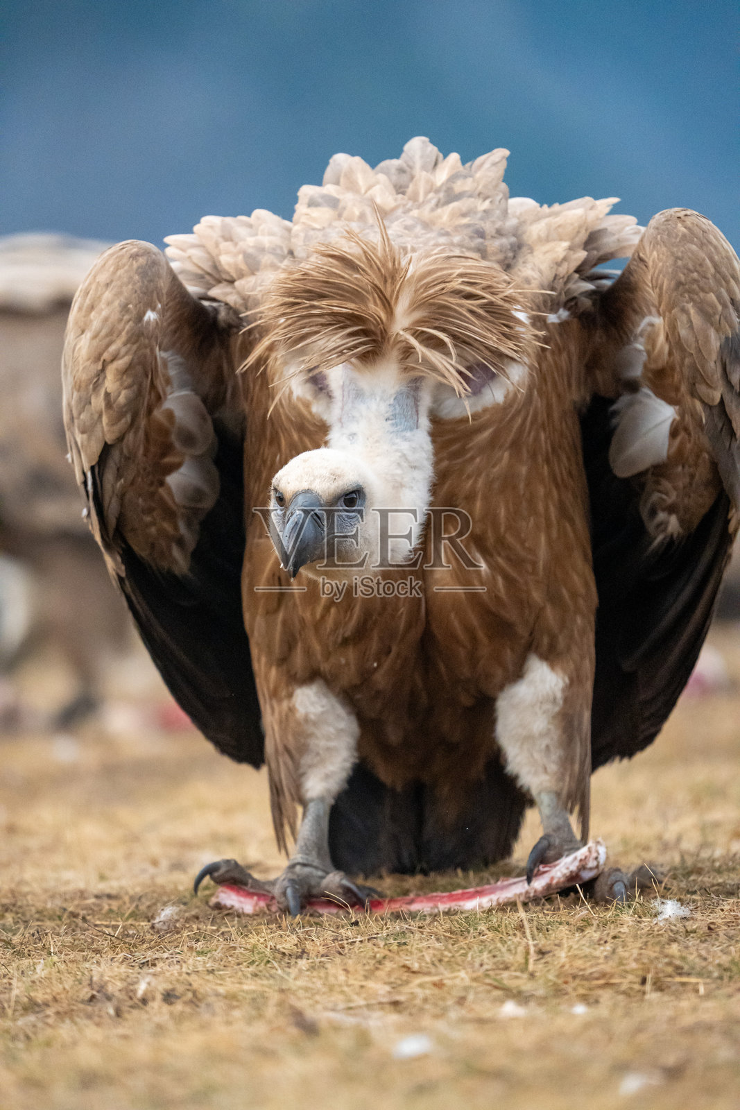 在西班牙拍摄的秃鹫（Gyps fulvus）照片摄影图片